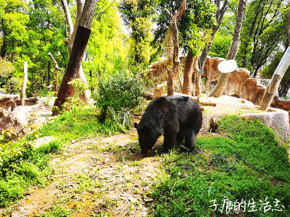 红山森林动物园-熊